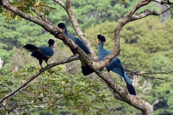 the-great-blue-turacos